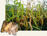 ‘옥수수’ 하모니카 건강 멜로디