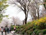 봄꽃 흐드러진 낙산에서 만나는 서울의 미소