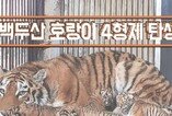 백두산 호랑이 4형제 탄생!