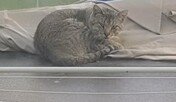 발톱 빠진 고양이 이야기… 버려진 동물의 비애