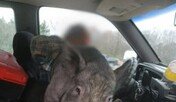 음주운전? 운전 중 휴대폰? 운전자 무릎 위에 돼지가!