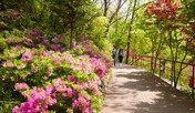 화담숲, 8일부터 ‘진달래철쭉 축제’