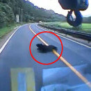 달리는 차에 치이고도 멀쩡한 불곰