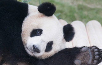 Everland to show Panda couple from China from April 21