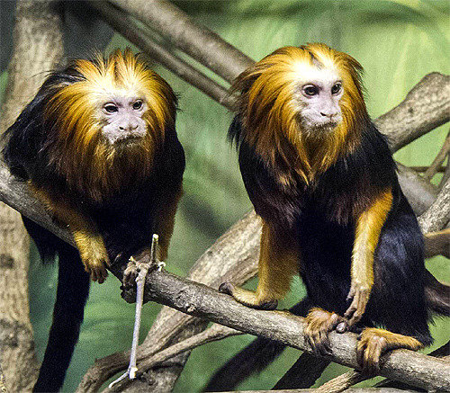 Everland zoo unveils golden-headed lion tamarins - 동아일보