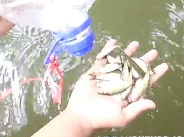 페트병 이용해 간단히 물고기 잡는 법