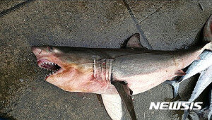 영덕서 그물에 걸린 채 발견된 상어 1마리