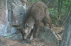 월악산 산양, 5년만에22마리에서 100마리로 늘었다