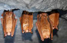 동면 위해 주택 침입한멸종위기 ‘황금박쥐’ 구조