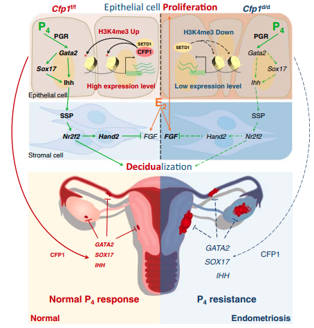 CFP1 유무에 따른 자궁내막증을 유발하는 후성유전학적 조절 과정 반응에 대한 사진