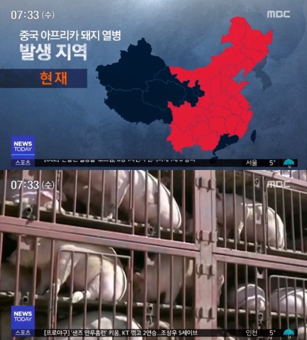 ‘돼지열병’. 사진｜MBC 보도 캡처