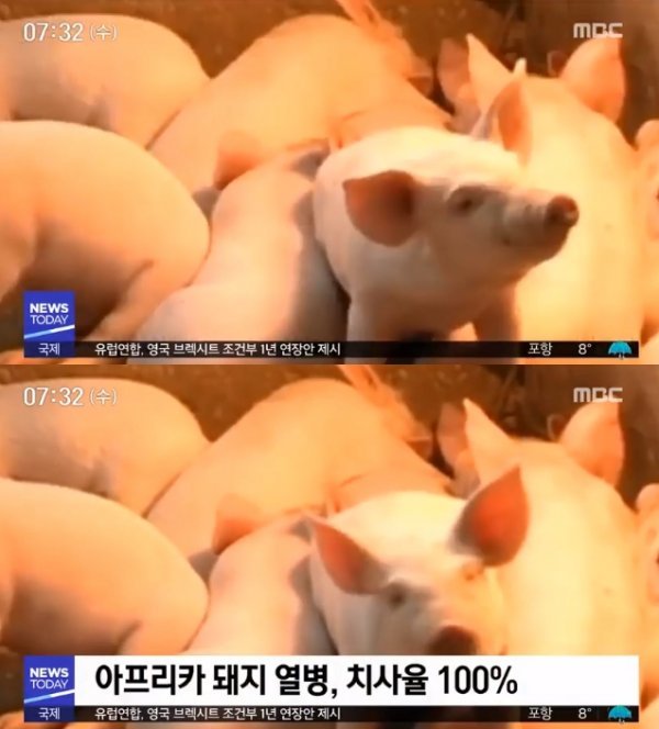 ‘돼지열병’. 사진｜MBC 보도 캡처