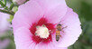 꿀벌이 돌아온다…아까시꿀 생산량 평년比 51% ↑
