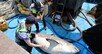 속초 앞바다서 3m 달하는 ‘악상어’ 혼획…해경 “서핑객 주의” 문자