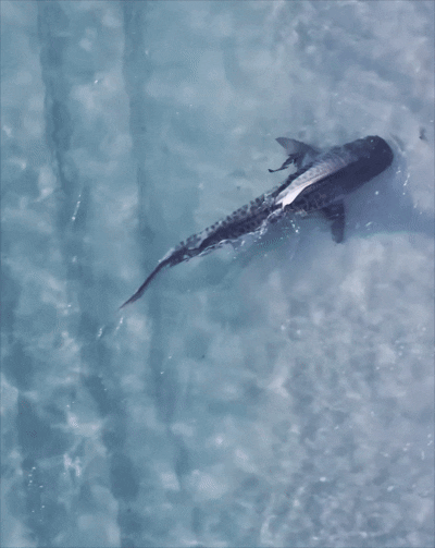 호주 해변서 마주친 상어와 강아지…서로 놀라 줄행랑 (영상)