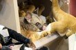 ‘인형 사이에 진짜 동물이?’…호주 공항에 나타난 ‘작은 손님’