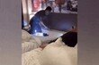 잠자던 여자친구 목 위로 코브라가 스르륵…태국 끄라비 호텔서 봉변