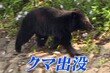 “공무원이 곰 잡는다”…곰 피해 급증한 日 ‘거버먼트 헌터’ 투입