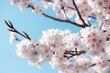 日 89세 남성, 벚꽃 구경하던 여성 팔 깨물어…연행 도중 사망 ‘논란’