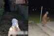 美 주택가 공포 떨게 한 ‘나체 남성’…도대체 그는 왜?