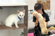 “이사 중 행방불명된 고양이”…7년 만에 날아온 이메일 덕에 찾았다