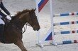 죽은 말에 6시간 깔린 호주 승마 선수…끝내 양다리 잃어