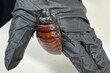 쉭쉭 소리까지 낸다”…호주서 대형 바퀴벌레 10만 마리 사육시설 적발