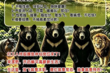 “지치면 누워도 OK”… 中동물원 ‘곰 탈 알바’에 청년들 오픈런