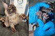 발가락만 29개…美 고양이, 세계 최다 발가락 기네스 기록