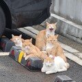 “우리 구역입니다”[고양이 눈]