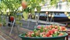 딸기 가격 고공행진에도… 농민들 ‘울상’