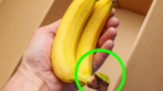 “바나나는 꼭지부터 자르자”…일주일 보존 기적 [알쓸톡]