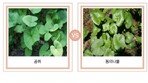 “산나물-독초 헷갈리지 마세요”…구별 어떻게? [알쓸톡]