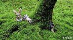 꽃을 보는 정원에서 몸과 마음을 돌보는 정원으로… 춘천 제이드가든[김선미의 시크릿가든]