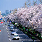 ‘4월 이야기’, 도쿄의 벚꽃