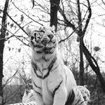 사자, 호랑이 권력다툼 10년의 기록 