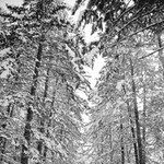 월정사, 겨울 전나무 숲의 오연(傲然)
