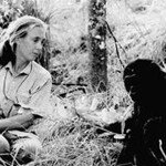 침팬지들의 代母  제인 구달