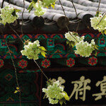 농염한 복숭아꽃, 은은한 배꽃 꽃송이 넘나드는 백년 교감 