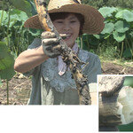 유방암 이겨낸 ‘항암뿌리’ 연근 ‘뼈 튼튼 씨앗’  아마란스