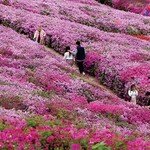 연분홍 꽃물결