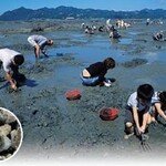 미끈미끈… 더듬더듬… ‘갯벌의 추억’