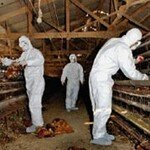 육식의 위기 ‘토종’이 해결사?