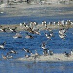 겨울 철새 날아 ‘귀환 리허설’