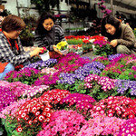 수줍은 봄 꽃잎 되었습니다