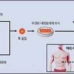 복제돼지 탄생, 장기 이식 혁명인가