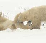 북극에 젊음을 바치다