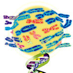 암 전쟁 특명 “p53을 정복하라” 