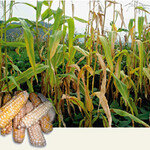 ‘옥수수’ 하모니카 건강 멜로디