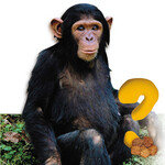 뭐? 침팬지가 망치로 ‘호두’를 깨먹어?